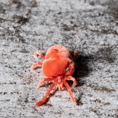 Trombidiidae (family) (Red velvet mite) at Latham, ACT - 26 Aug 2021 by Roger