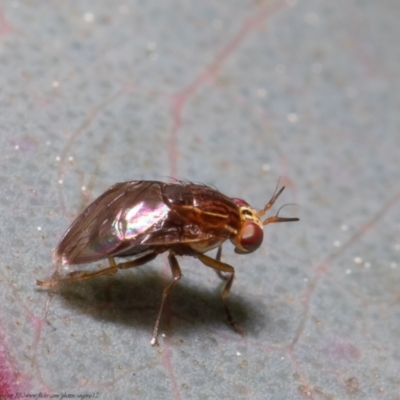 Steganopsis melanogaster (A lauxaniid fly) at Macgregor, ACT - 26 Aug 2021 by Roger