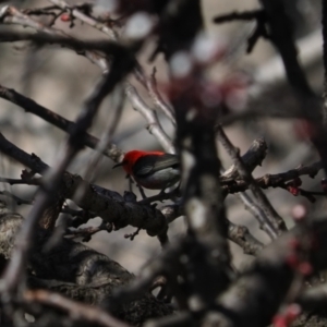 Myzomela sanguinolenta at Macgregor, ACT - 26 Aug 2021