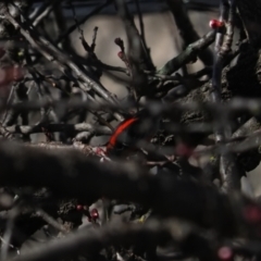 Myzomela sanguinolenta at Macgregor, ACT - 26 Aug 2021