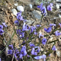 Hovea heterophylla (Common Hovea) at Tennent, ACT - 26 Aug 2021 by JohnBundock