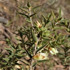 Melichrus urceolatus (Urn Heath) at Tennent, ACT - 26 Aug 2021 by JohnBundock