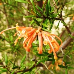 Grevillea juniperina (Grevillea) at Kambah, ACT - 26 Aug 2021 by HelenCross