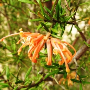 Grevillea juniperina at Kambah, ACT - 26 Aug 2021