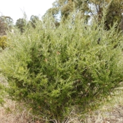 Grevillea juniperina at Kambah, ACT - 26 Aug 2021