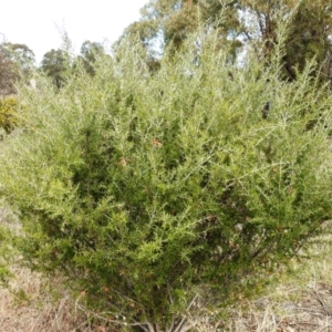 Grevillea juniperina at Kambah, ACT - 26 Aug 2021