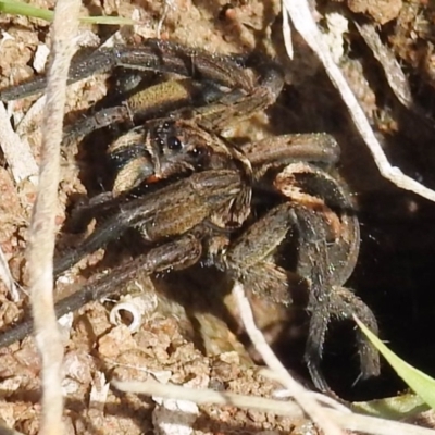 Tasmanicosa sp. (genus) (Unidentified Tasmanicosa wolf spider) at Kambah, ACT - 26 Aug 2021 by HelenCross
