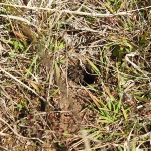 Tasmanicosa sp. (genus) at Kambah, ACT - 26 Aug 2021