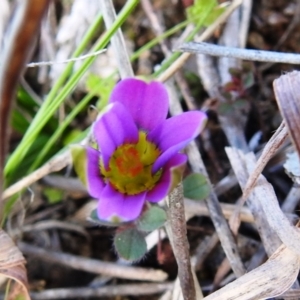 Romulea rosea var. australis at Kambah, ACT - 26 Aug 2021