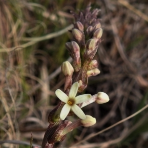 Stackhousia monogyna at Tennent, ACT - 26 Aug 2021