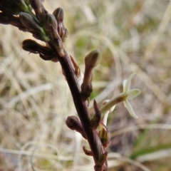 Stackhousia monogyna at Tennent, ACT - 26 Aug 2021