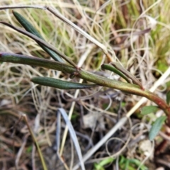 Stackhousia monogyna at Tennent, ACT - 26 Aug 2021