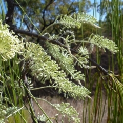 Unverified Other Tree at Springsure, QLD - 18 Jul 2013 by JanetRussell