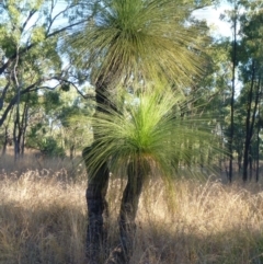 Unverified Other Tree at Springsure, QLD - 18 Jul 2013 by JanetRussell
