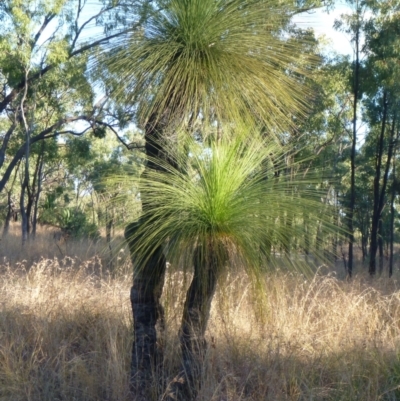 Unidentified Other Tree at Springsure, QLD - 18 Jul 2013 by JanetRussell