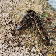 Apina callisto (Pasture Day Moth) at West Stromlo - 25 Aug 2021 by RobG1