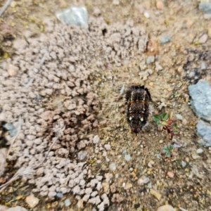 Apina callisto at Denman Prospect, ACT - 25 Aug 2021