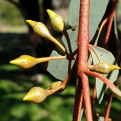 Eucalyptus sideroxylon (Mugga Ironbark) at Cook, ACT - 26 Aug 2021 by drakes