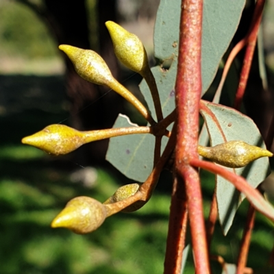 Eucalyptus sideroxylon (Mugga Ironbark) at Mount Painter - 25 Aug 2021 by drakes