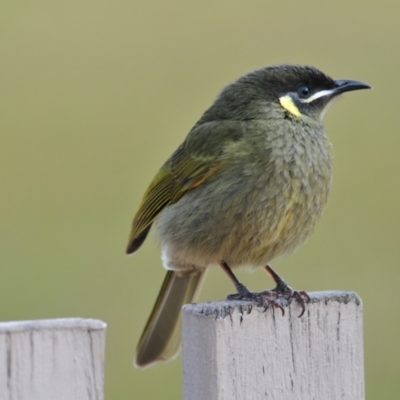 Meliphaga lewinii (Lewin's Honeyeater) at O'Reilly, QLD - 4 Aug 2009 by Harrisi