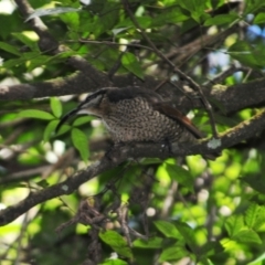 Ptiloris paradiseus (Paradise Riflebird) at O'Reilly, QLD - 4 Aug 2009 by Harrisi