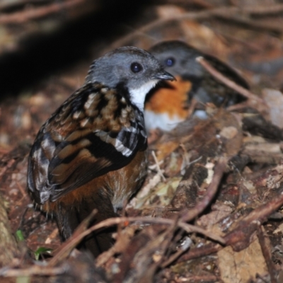 Orthonyx temminckii (Australian Logrunner) at O'Reilly, QLD - 5 Aug 2009 by Harrisi