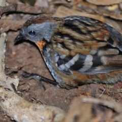 Orthonyx temminckii at O'Reilly, QLD - 5 Aug 2009 04:35 PM
