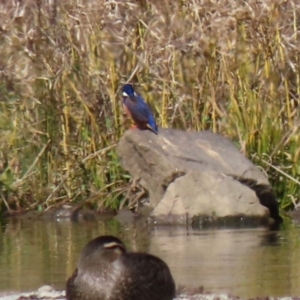 Ceyx azureus at Monash, ACT - 26 Aug 2021 01:00 PM