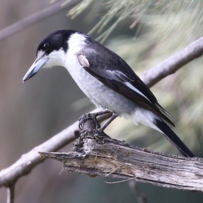 Cracticus torquatus (Grey Butcherbird) at Tuggeranong Creek to Monash Grassland - 26 Aug 2021 by RodDeb