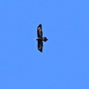 Aquila audax at Monash, ACT - 26 Aug 2021 01:32 PM