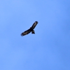 Aquila audax at Monash, ACT - 26 Aug 2021 01:32 PM