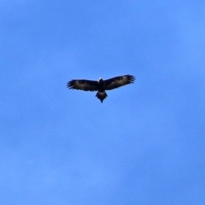 Aquila audax at Monash, ACT - 26 Aug 2021 01:32 PM