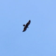 Aquila audax at Monash, ACT - 26 Aug 2021 01:32 PM