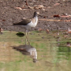 Actitis hypoleucos (Common Sandpiper) at Tuggeranong Creek to Monash Grassland - 26 Aug 2021 by RodDeb