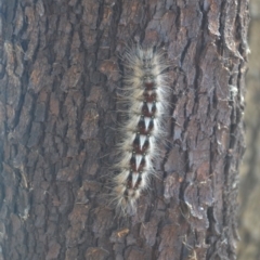 Unidentified Moth (Lepidoptera) at Leeton, NSW - 2 Oct 2020 by natureguy