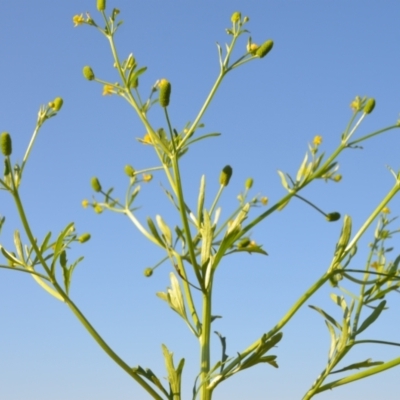 Ranunculus sceleratus (Celery Buttercup) at Leeton, NSW - 2 Oct 2020 by natureguy