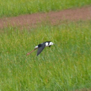 Himantopus leucocephalus at Leeton, NSW - 2 Oct 2020