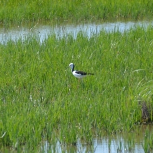 Himantopus leucocephalus at Leeton, NSW - 2 Oct 2020