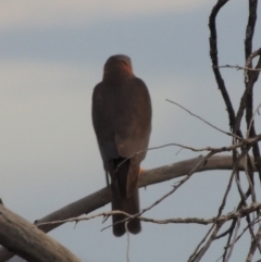 Tachyspiza cirrocephala (Collared Sparrowhawk) at Greenway, ACT - 20 Nov 2014 by MichaelBedingfield