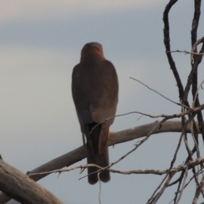 Accipiter cirrocephalus (Collared Sparrowhawk) at Pine Island to Point Hut - 20 Nov 2014 by michaelb