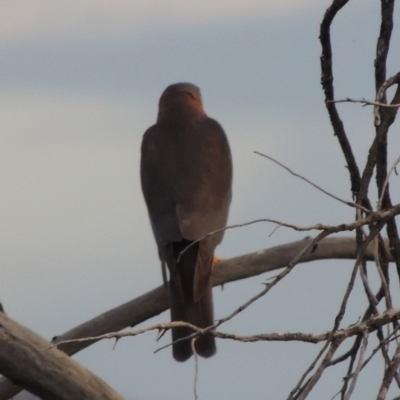Tachyspiza cirrocephala (Collared Sparrowhawk) at Greenway, ACT - 20 Nov 2014 by MichaelBedingfield
