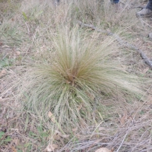 Nassella trichotoma at Bungendore, NSW - 10 Jul 2021