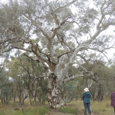 Eucalyptus mannifera (Brittle Gum) at Bungendore, NSW - 10 Jul 2021 by michaelb