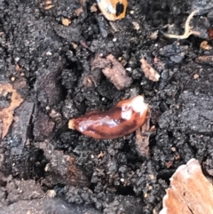 Anzoplana trilineata (A Flatworm) at Garran, ACT - 21 Aug 2021 by Tapirlord