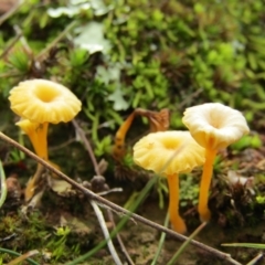 Lichenomphalia chromacea (Yellow Navel) at Percival Hill - 13 Jul 2021 by Birdy