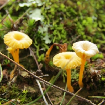 Lichenomphalia chromacea (Yellow Navel) at Percival Hill - 13 Jul 2021 by Birdy