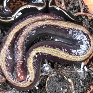 Caenoplana bicolor at Garran, ACT - 24 Aug 2021