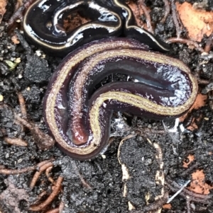 Caenoplana bicolor at Garran, ACT - 24 Aug 2021