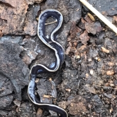 Caenoplana coerulea (Blue Planarian, Blue Garden Flatworm) at Garran, ACT - 24 Aug 2021 by Tapirlord