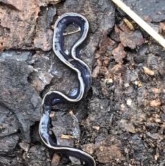 Caenoplana coerulea (Blue Planarian, Blue Garden Flatworm) at Garran, ACT - 24 Aug 2021 by Tapirlord